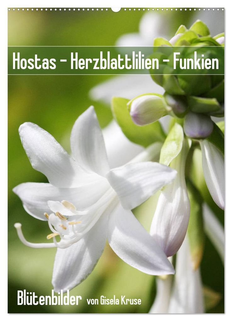 Hostas Herzblattlilien Funkien (Wandkalender 2027 DIN A2 hoch), CALVENDO Monatskalender