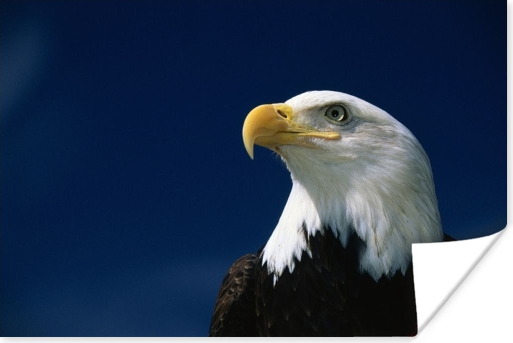 MuchoWow Poster Ein Weißkopfseeadler schaut in einen blauen Himmel 180x120 cm - Fotoplakat