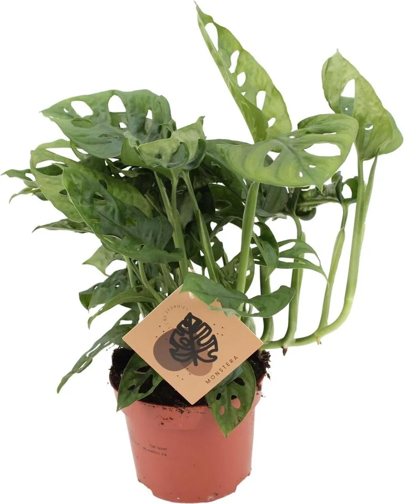 Monstera Monkey Leaf facile d'entretien - Plante purifiante Ø12cm H30cm