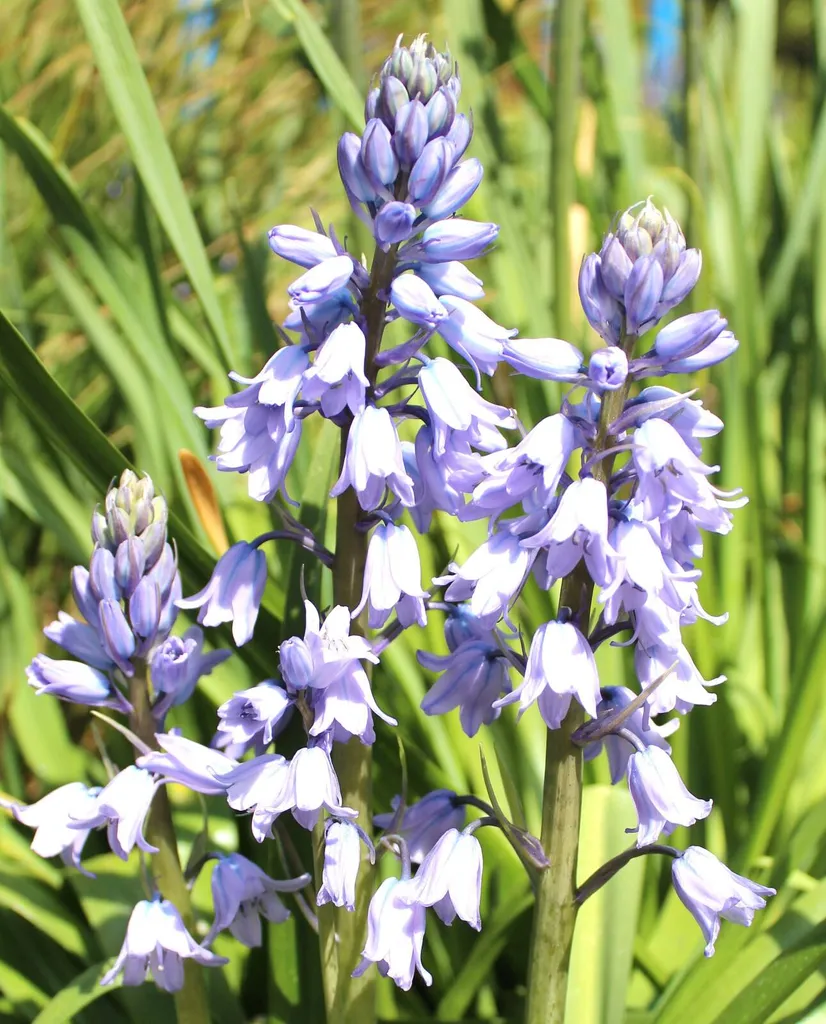 Plantes Vivaces Hyacinthoides Hispanica Bleu lot de 5 pour Massifs
