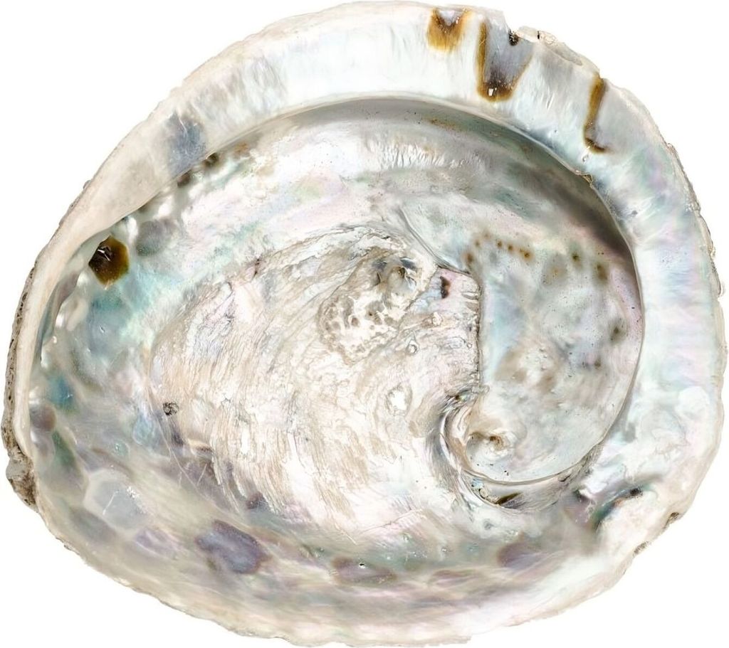 Abalone Muschel 14–17 cm Haliotis midae Räucherschale Produktbild 