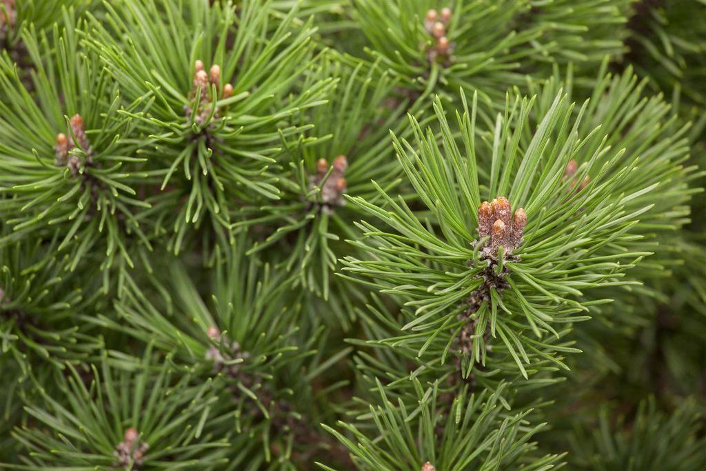 Pinus mugo 'Mops', Bergkiefer, kompakt, 15–20 cm