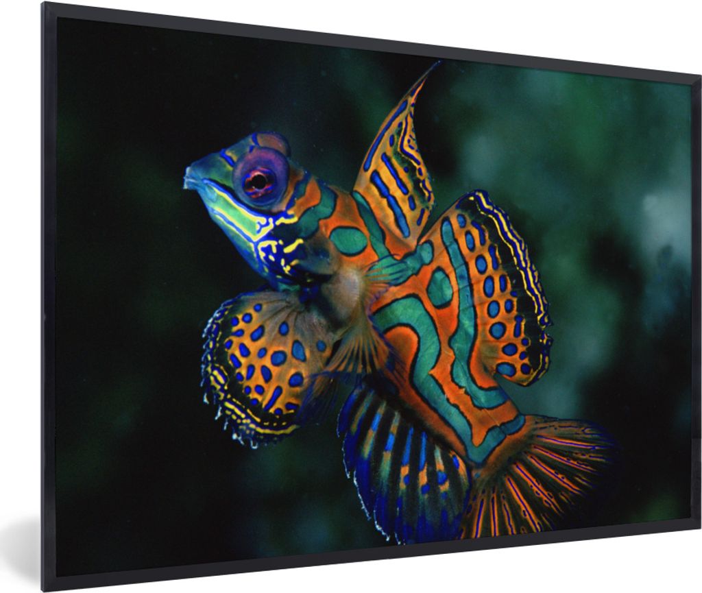MuchoWow MuchoWow Gerahmtes Poster Fisch - Meer - Orange 90x60 cm - Poster mit zchwarzem Bilderrahmen - Fotorahmen - Foto-Plakat