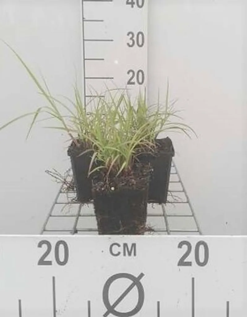 Graminée Herbe aux plumes Pennisetum orientale lot de 6 vivaces