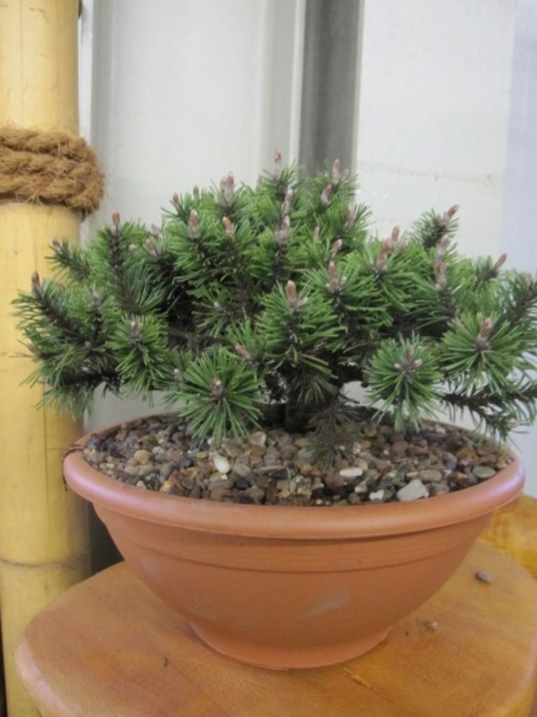 Pinus mugo Humpy - Zwergkiefer Humpy 25-30