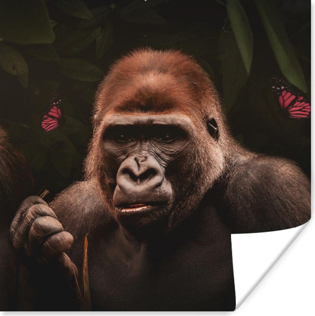 MuchoWow Poster Tiere - Schmetterling - Affe 30x30 cm - Wandposter - Printing