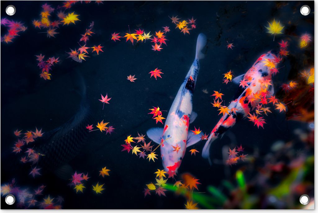 MuchoWow 60x40 cm Outdoor-Poster Gartendeko Sichtschutz Garten Poster für den Garten Koi - Fisch - Regenbogen - Blätter