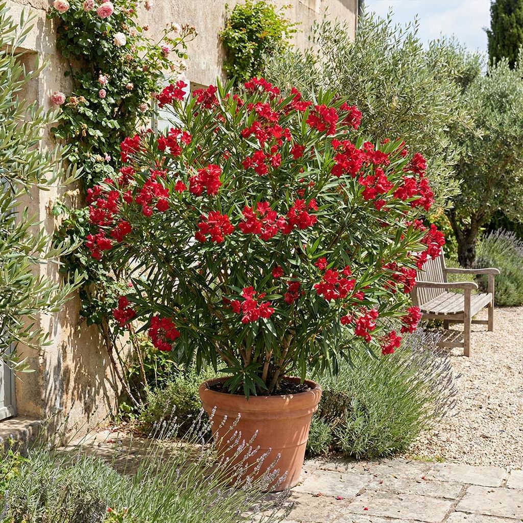 1x Nerium oleander rood P26 H80 Produktbild 