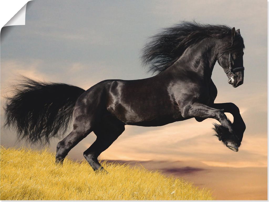 ARTland Poster Friesischer Hengstgalopp Größe: 80x60 cm
