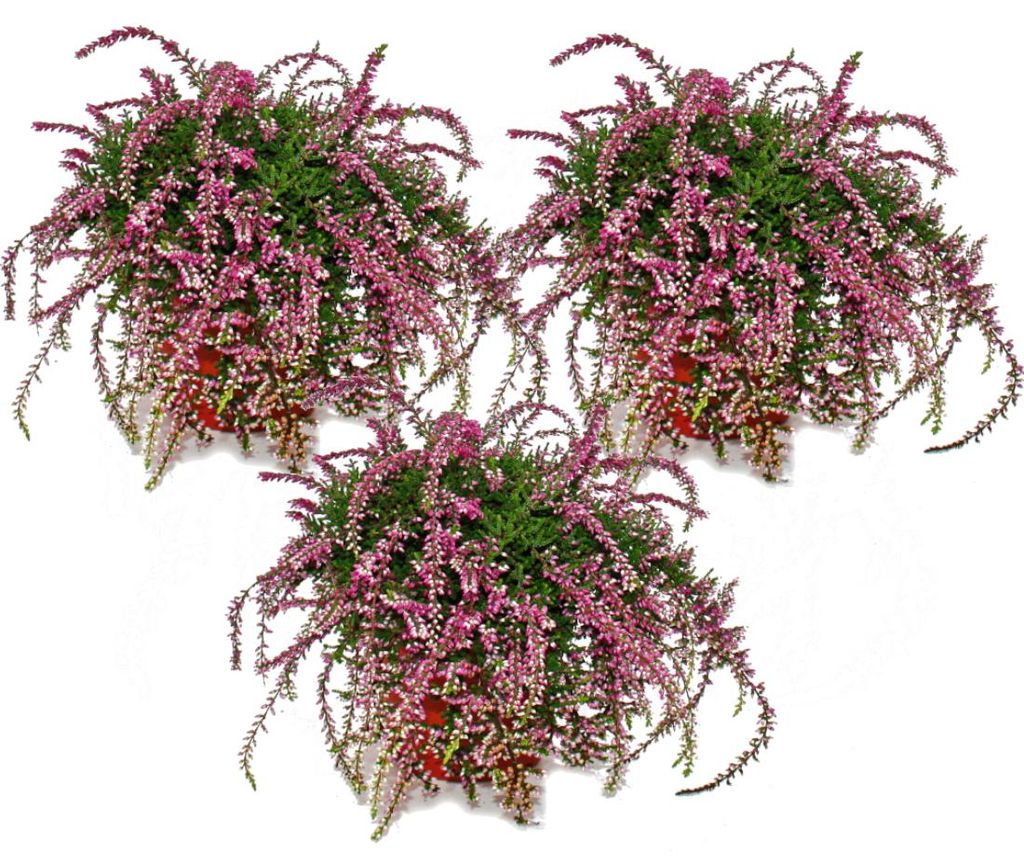Calluna suspendue - Set de 3 plantes - Bruyère à balai Image du produit 