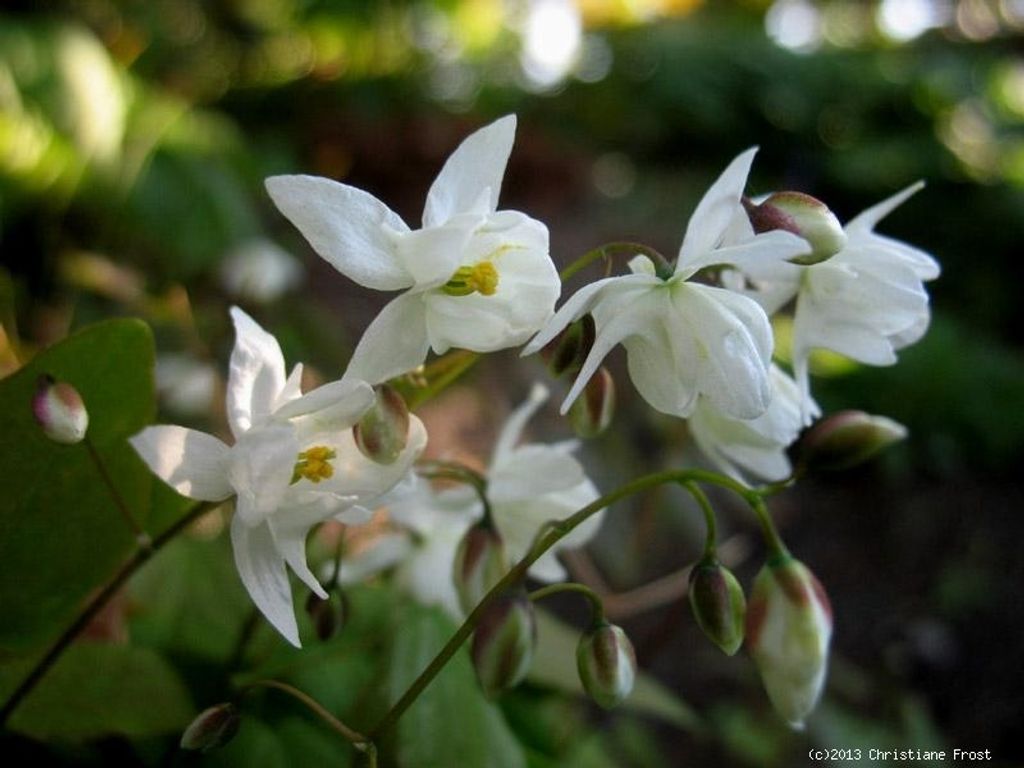 3 x Zierliche Elfenblume Niveum - weiß - Tb 9