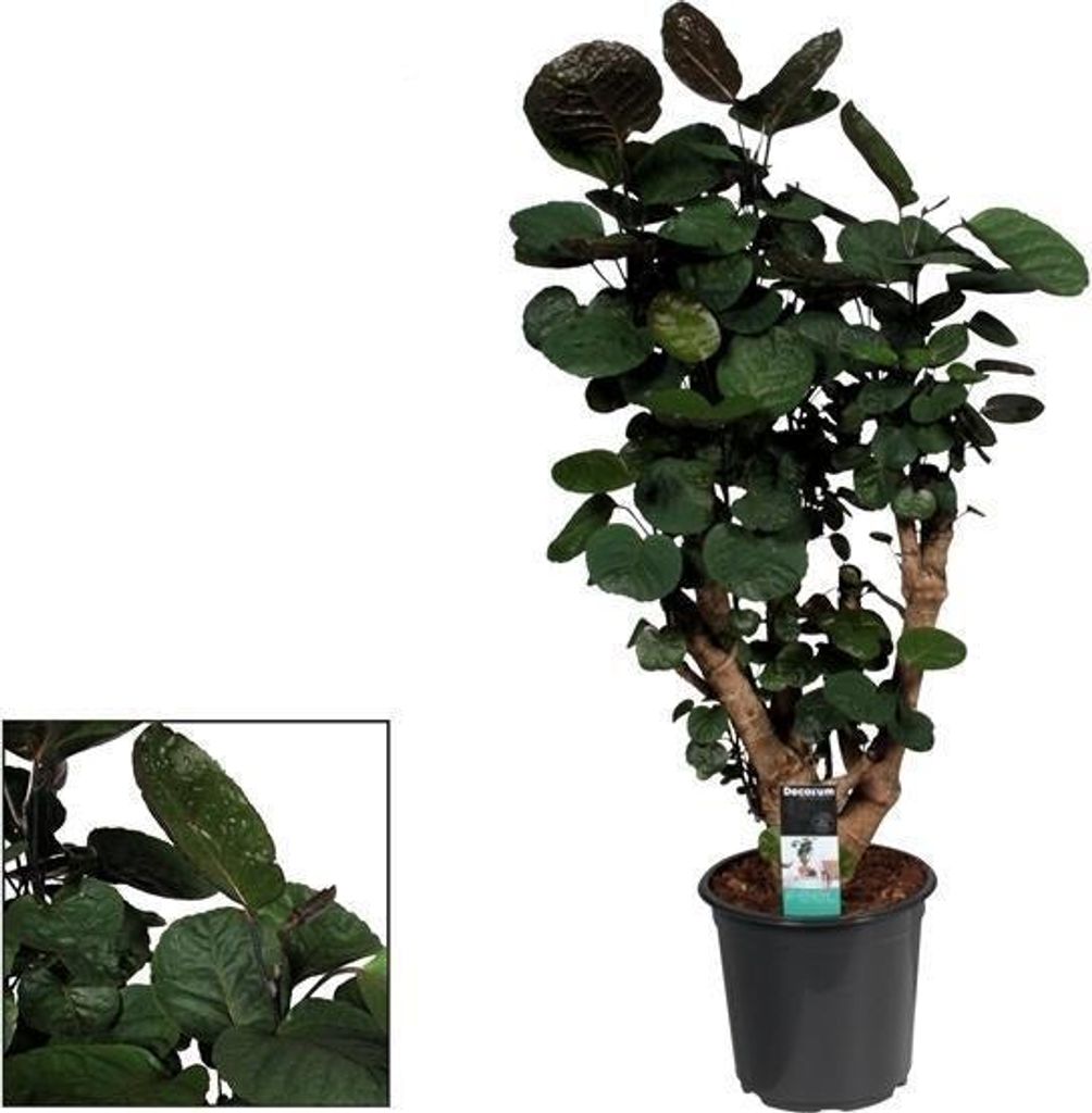 Polyscias Fabian Zimmerpflanze Ø21cm 95cm Höhe Großblättriges tropisches Laub