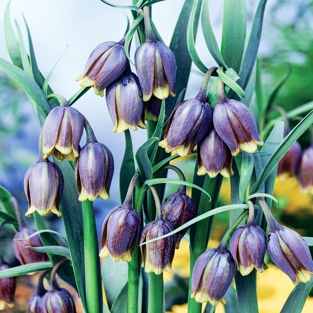 Fritillaria Uva-Vulpis Szachownica Lisie Grono 5szt Cebulki Zdjęcie produktu 