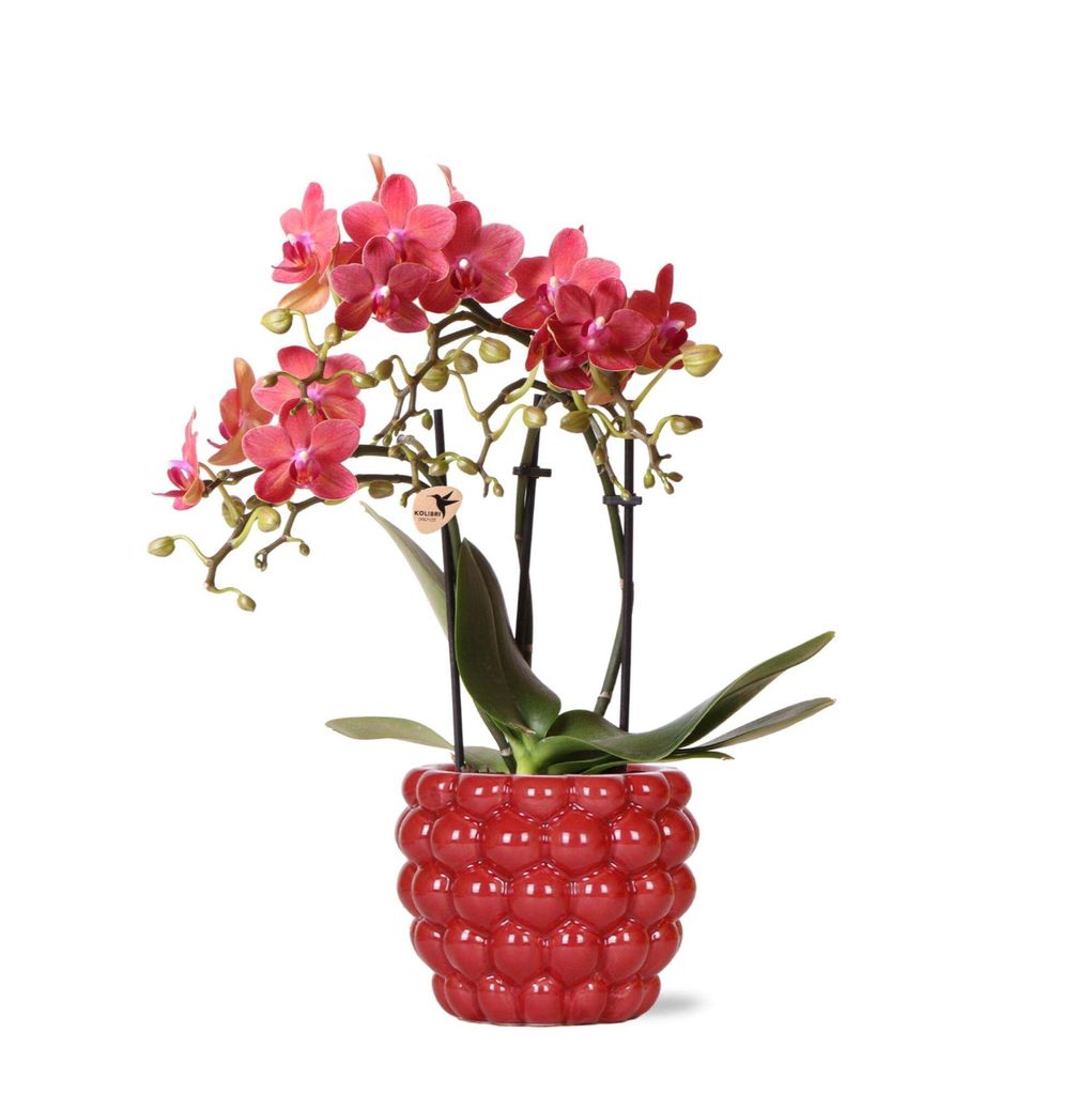 Kolibri Orchids rote Phalaenopsis-Orchidee Kongo + Beeren-Ziertopf Topfgröße 9cm 40cm hoch blühende Zimmerpflanze
