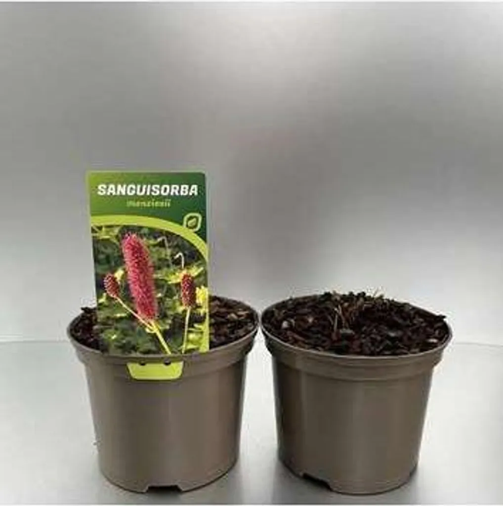 Lot de 6 Sanguisorba menziesii Pimpinelle en Pot 9x9cm pour Jardin