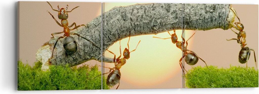 Bild auf Leinwand - Leinwandbild - Tiere Ameisen Brücke Natur - 90x30cm - Wand Bild - Wanddeko - Leinwanddruck - Bilder - Kunstdruck - Wanddekorat...