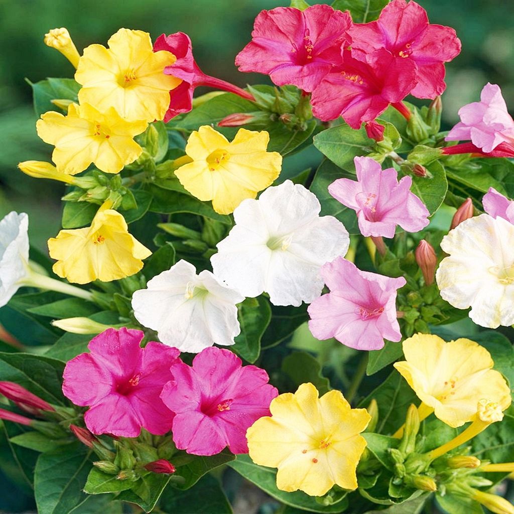 Wunderblume einjährig Knolle Mirabilis Jalapa Wunderblume Produktbild 
