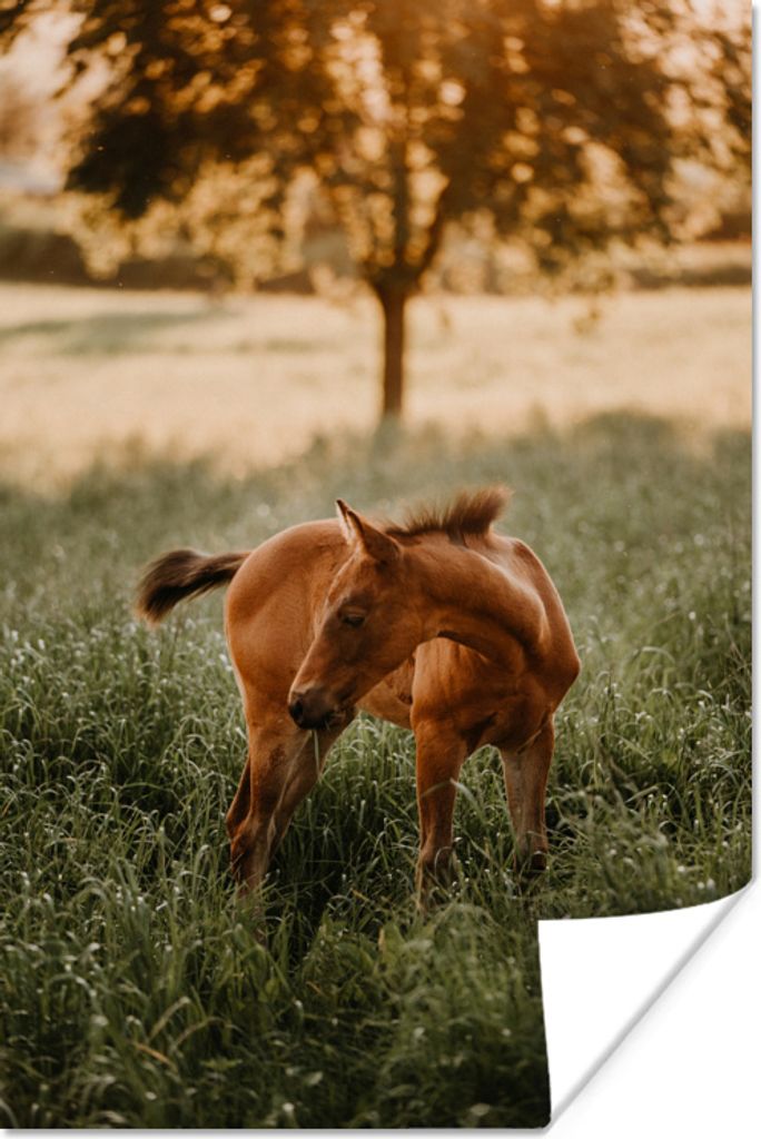 MuchoWow Poster Pferd - Gras - Baum 60x90 cm - Wanddekoration