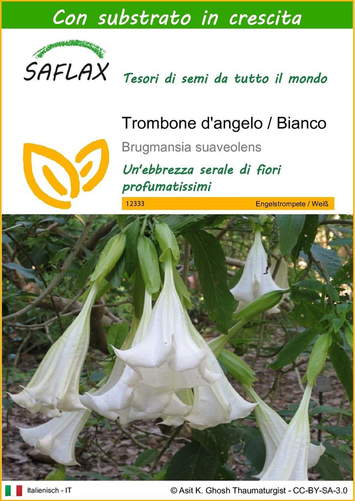 SAFLAX  - Trombone d'angelo / Bianco - 10 semi - Con Immagine del prodotto 