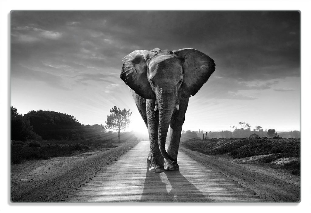 Wallario Frühstücksbrettchen aus Glas 20 x 30 cm mit rutschfesten Füßen, Motiv Elefant bei Sonnenaufgang in Afrika schwarzweiß