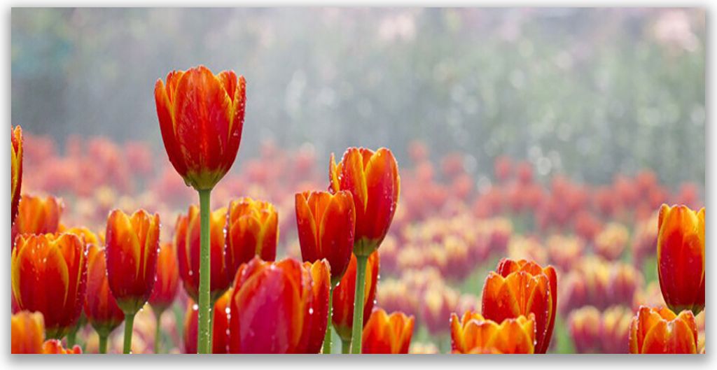 Glasbilder 140x70 Wandbild Druck auf Glas Tulpen Pflanzen