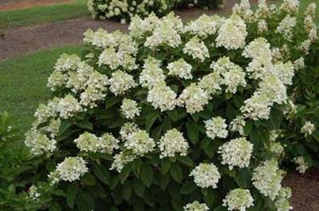Hydrangea pan. 'Baby Lace' - Hortensien 30- 40 cm Container