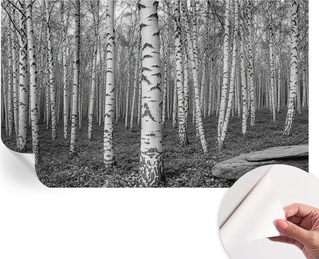 Selbstklebende Wandtapete - Dekorative Tapete für Wohnzimmer - Klebefolie für Wandbilder - Tapetenfolie für Wanddekoration - 416x254 - Birkenwald