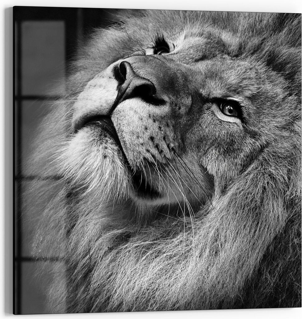 DEQORI Magnettafel Glas 50x50 cm 'Der König der Tiere' beschreibbar Whiteboard