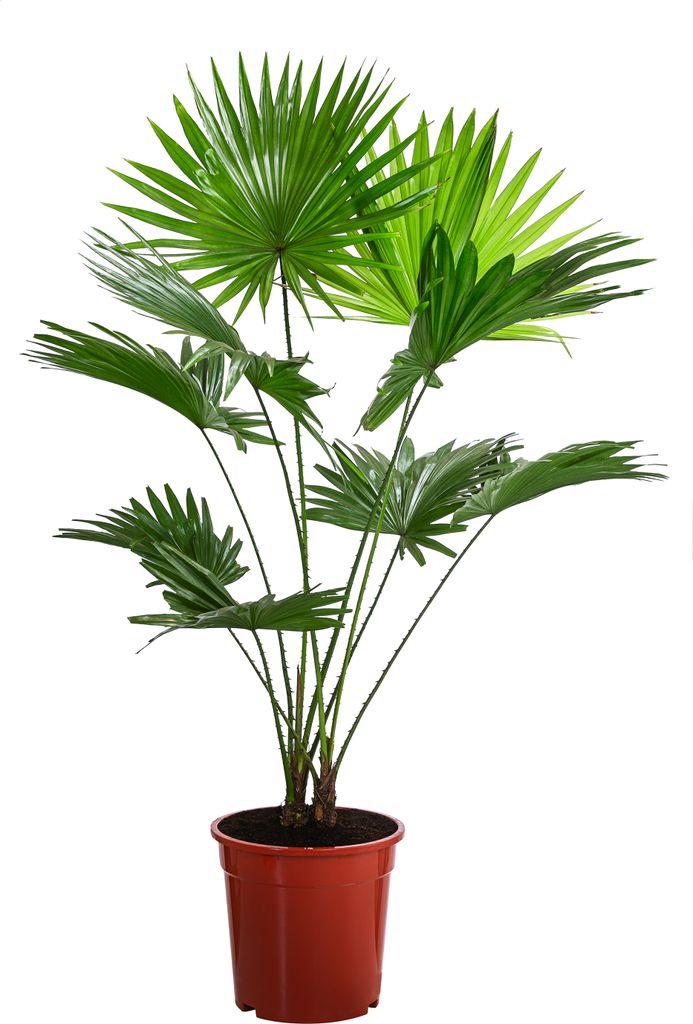 Rundblättrige Schirmpalme - Livistona rotundifolia