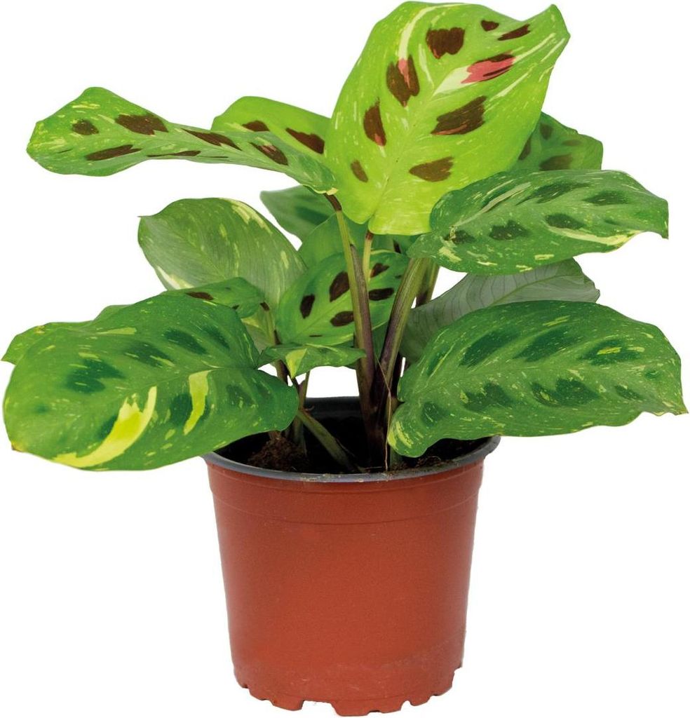 Bloomique - Maranta Variegata - Gebetspflanze - Zimmerpflanzen - Luftreinigend - Höhe 10-15 cm - Topf 12 cm