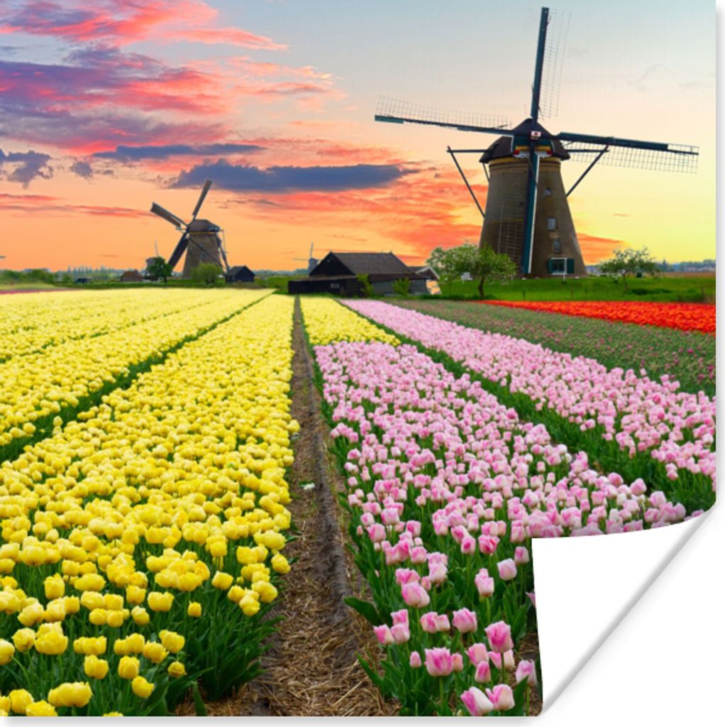 MuchoWow Poster Windmühle - Tulpen - Blumen - Niederlande 50x50 cm - Wohnzimmerdekoration