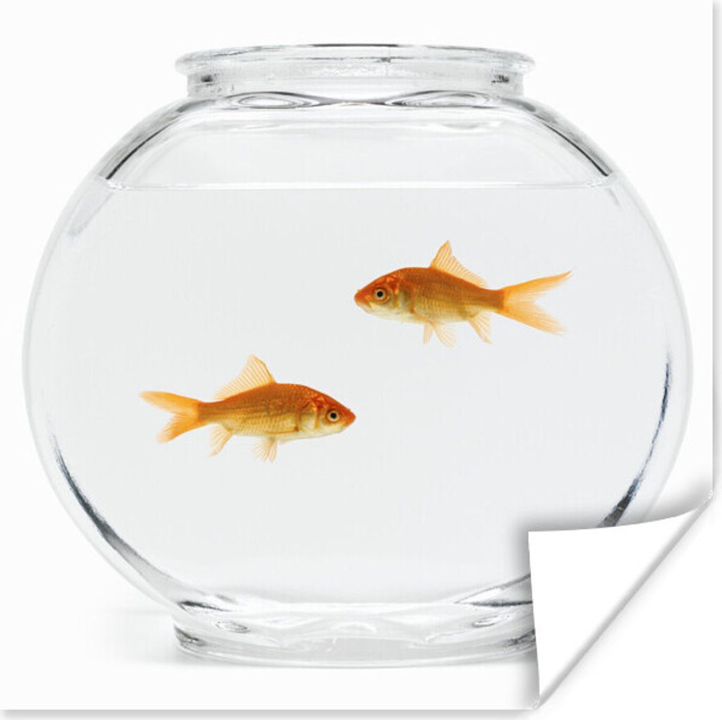 MuchoWow Poster Goldfisch - Fischglas - Weiß 75x75 cm - Wand Dekoration
