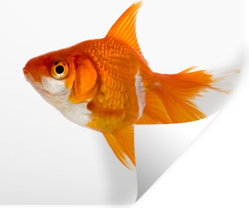 MuchoWow Wandtattoo Wandsticker Wandaufkleber Goldfisch - Fisch - Weiß 30x30 cm Selbstklebend und Repositionierbar - Repositionierbar - Wasser a...