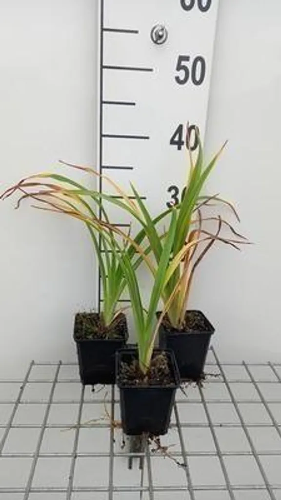 6 Hemerocallis hybr. Painted Trillium - Lis d'un jour en pot de 9cm