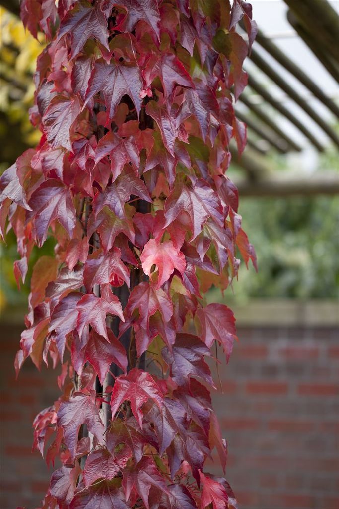 Parthenocissus tricuspidata 'Veitchii Robusta', Kletterpflanze, 60–100 cm