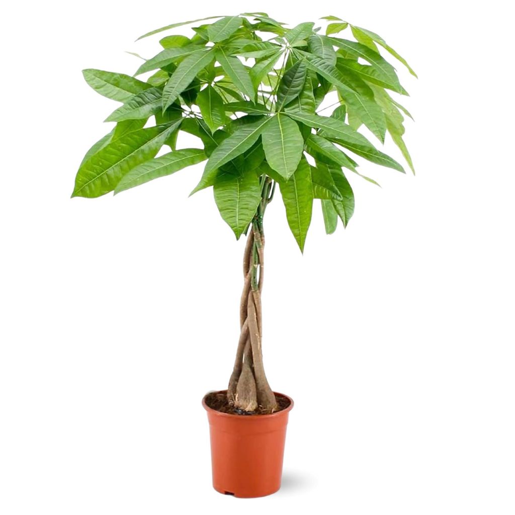Pachira aquatica - plante d'intérieur - peu d'entretien - ↕ Image du produit 