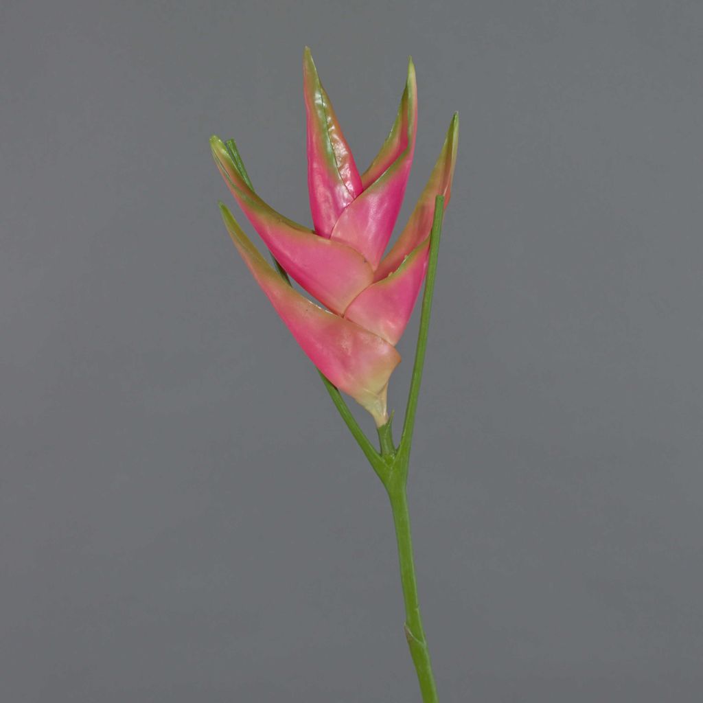 artplants.de Künstliche Blume Heilkonie TOMKE, pink - grün, 80cm, Ø 30cm