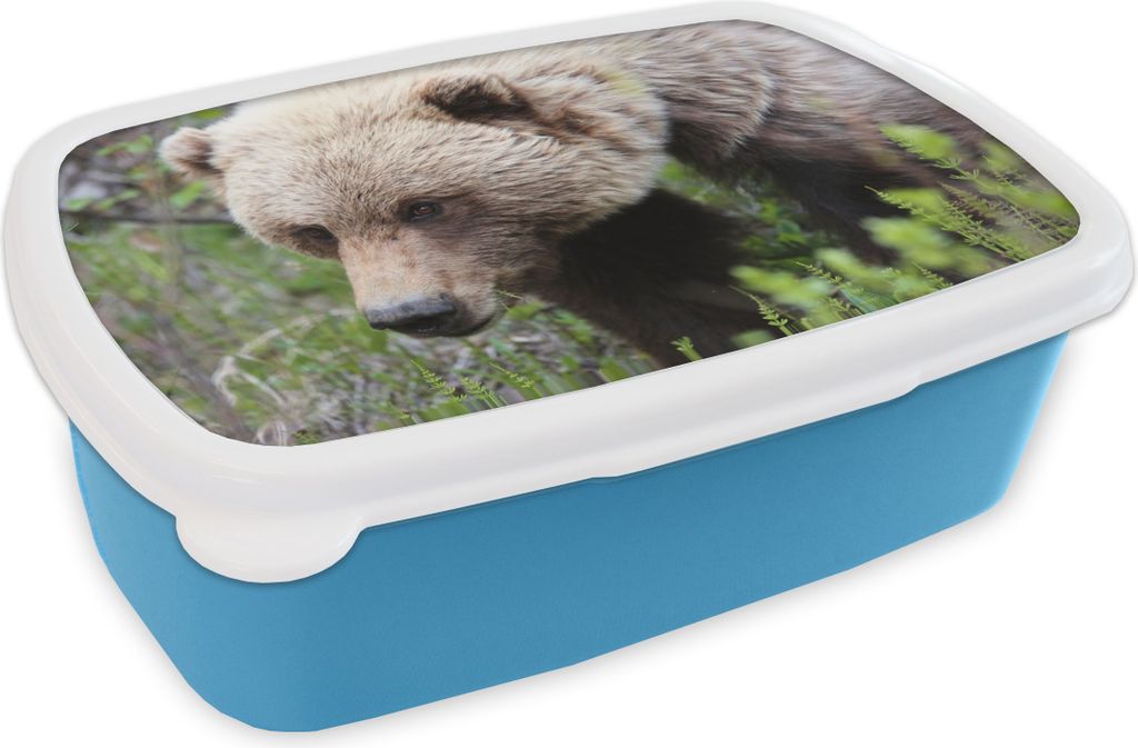 KitchenYeah Lunchbox Brotzeit Brotdose 17x11 cm Bär - Grizzly - Wald Kinder Brotzeitdose - Lunch - Kunststoff - Brotbüchse - Sandwichbox - Lun...