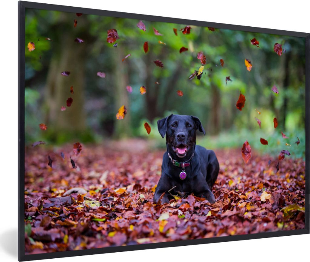 MuchoWow MuchoWow Gerahmtes Poster Schwarzer Labrador Retriever zwischen schönen Herbstblättern liegend 60x40 cm - Poster mit zchwarzem Bilde...