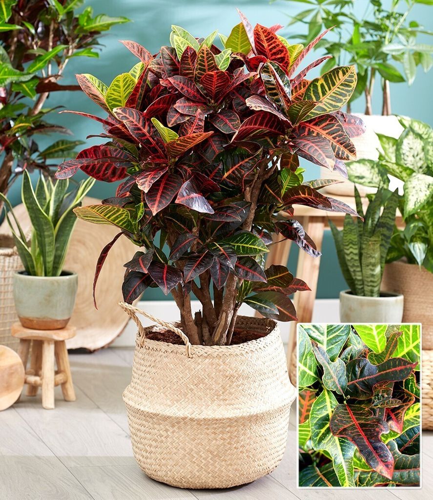 BALDUR Garten 1x Wunderstrauch Kroton ca. 55-65 cm hoch, im Produktbild 