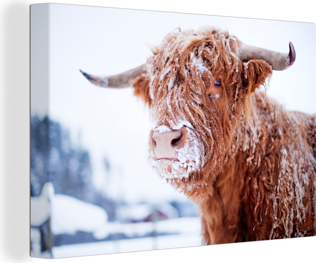 OneMillionCanvasses - Leinwandbilder - 150x100 cm, Schottisches Hochlandrind - Schnee - Winer, Wandbilder Wohnzimmer Hochland Rind - Tier Wanddek...