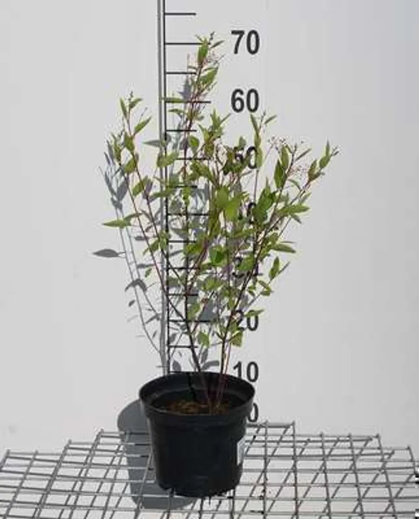 Ceanothus pallidus Perle Rose 40-50 cm en Conteneur - Céanothe Rose