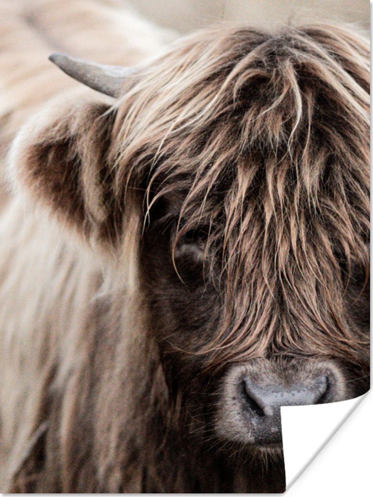 MuchoWow Poster Schottischer Highlander - Tier - Hoorn 60x80 cm - Schlafzimmer Dekoration
