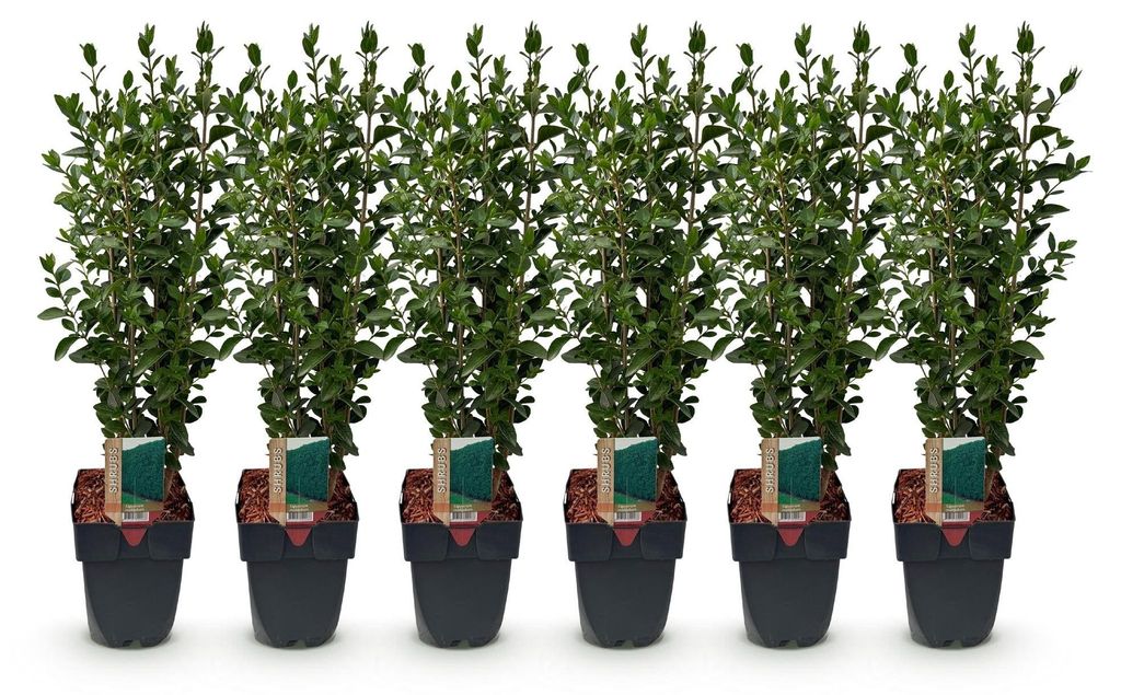 Green boutiQ - Plantes de haie - Ligustrum ovalifolium - Image du produit 