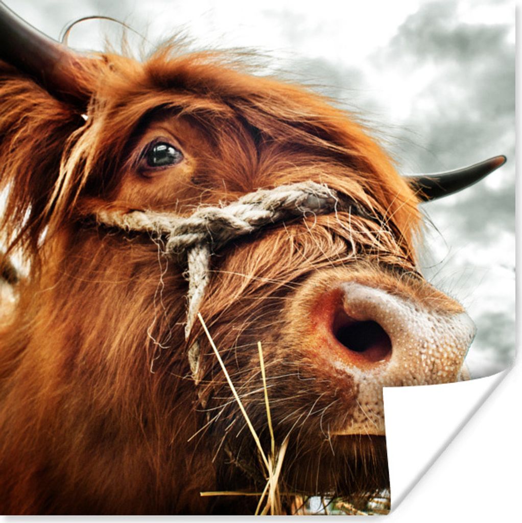 MuchoWow Poster Schottischer Highlander - Kopf der Kühe 75x75 cm - Wand Dekoration