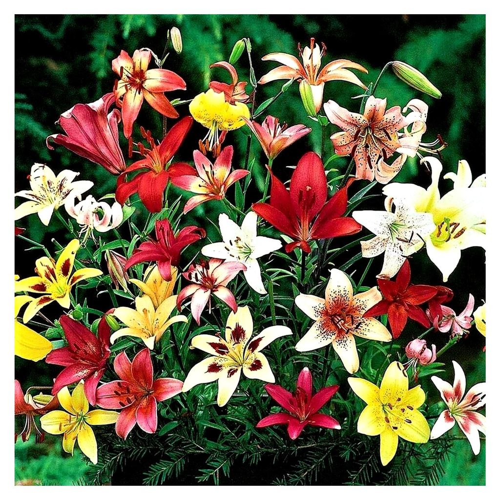 10 Zwiebeln Baumlilien Lilien Riesenlilie "Trumpet Mix" bis 150 cm winterhart duftend Sommerblüher