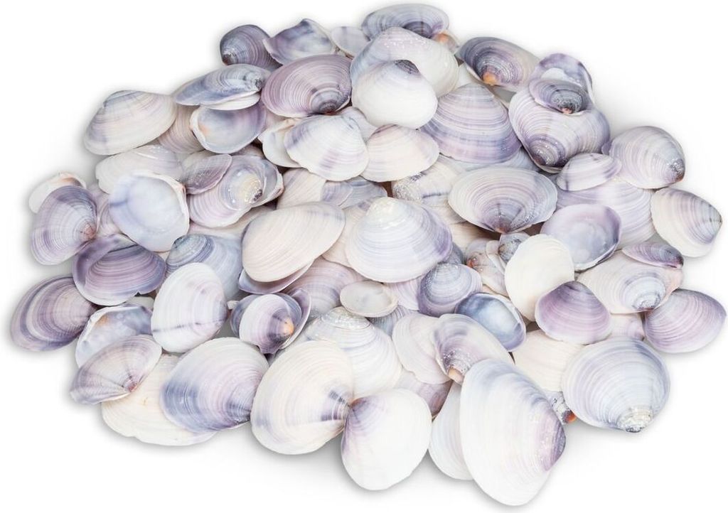 Codakia punctata - Meeresmuschel - Muscheln zum Basteln und Produktbild 