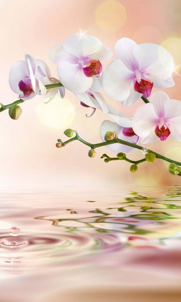 Fototapete - White Orchid 150x250cm - Vliestapete