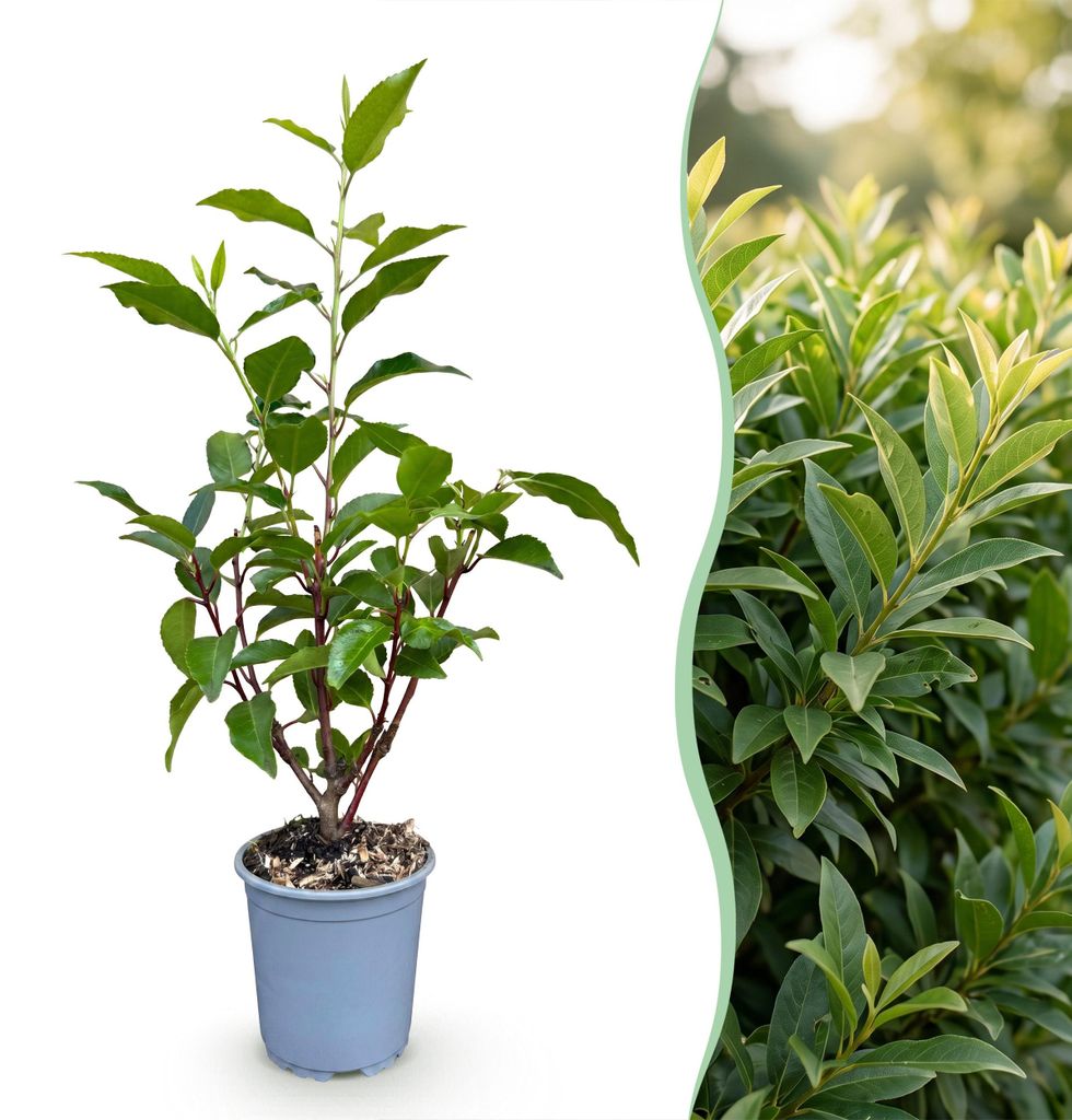 GreenboutiQ - Heckenpflanzen - Prunus lusitanica Produktbild 