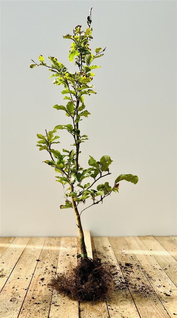 Fagus sylvatica, Rotbuche, 40–60 cm
